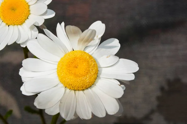 Michaelmas Madeliefjes Een Mooie Wilde Bloem Die Symbool Staat Voor — Stockfoto