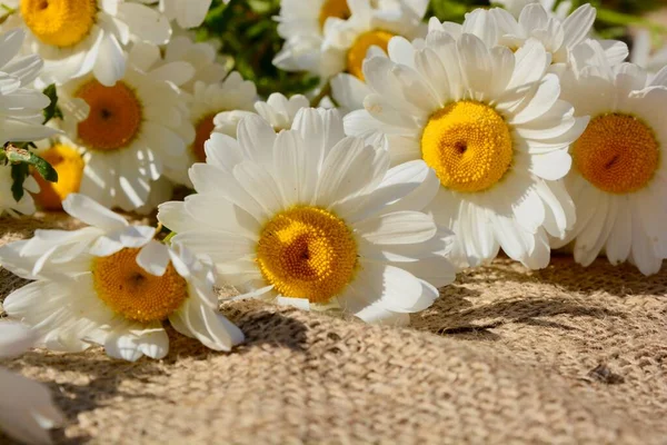 Michaelmas Daisies Pretty Wildflower Which Epitomises Simplicity Honesty Hope Daisy — Stock Photo, Image