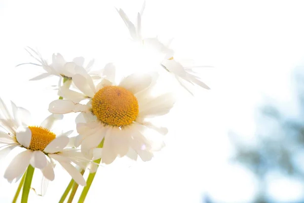 Michaelmas Gänseblümchen Eine Hübsche Wildblume Die Einfachheit Ehrlichkeit Und Hoffnung — Stockfoto