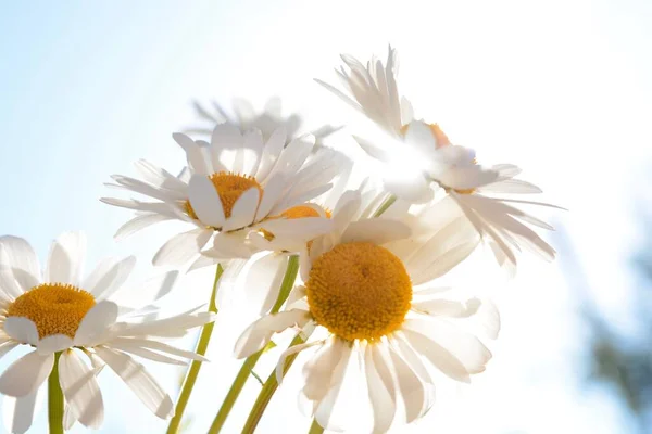 Michaelmas Madeliefjes Een Mooie Wilde Bloem Die Symbool Staat Voor — Stockfoto