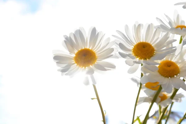 Michaelmas Madeliefjes Een Mooie Wilde Bloem Die Symbool Staat Voor — Stockfoto