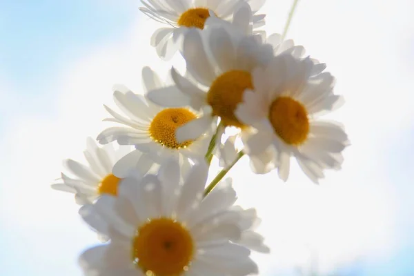 Michaelmas Madeliefjes Een Mooie Wilde Bloem Die Symbool Staat Voor — Stockfoto