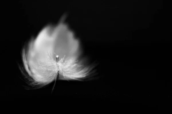 Pure white feather falling, against a black background. Delicate white feathers, close up of pure white swan down as it gently floats through the air. The delicate structure represents purity, gentleness and angels visits.