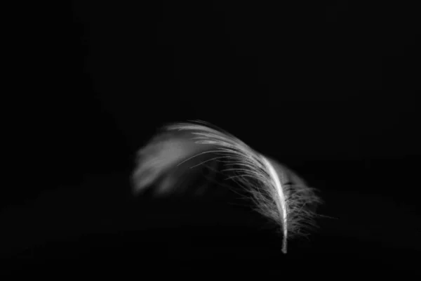 Pure White Feather Falling Black Background Delicate White Feathers Close — Stock Photo, Image