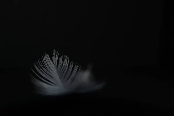 Pure white feather falling, against a black background. Delicate white feathers, close up of pure white swan down as it gently floats through the air. The delicate structure represents purity, gentleness and angels visits.