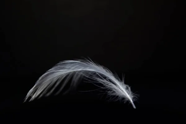 純白の羽が黒い背景に落ちてくる 繊細な白い羽 それは優しく空気中を流れるように純粋な白い白鳥のアップを閉じます 繊細な構造は 優しさと天使の訪問を表します — ストック写真