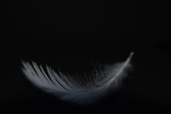 Pure white feather falling, against a black background. Delicate white feathers, close up of pure white swan down as it gently floats through the air. The delicate structure represents purity, gentleness and angels visits.