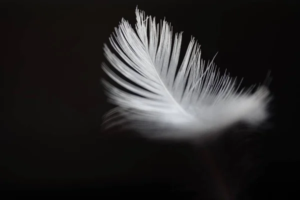 Pura Pluma Blanca Cayendo Sobre Fondo Negro Delicadas Plumas Blancas — Foto de Stock