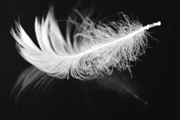 纯白的羽毛飘落在黑色的背景下 精美的白色羽毛 紧密的纯白天鹅下来 它轻柔地漂浮在空气中 精致的结构代表纯洁 温柔和天使的造访 — 图库照片