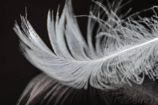 Pura Pluma Blanca Cayendo Sobre Fondo Negro Delicadas Plumas Blancas — Foto de Stock