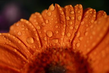 Yapraklarında yağmur damlaları olan yanmış turuncu gerbera çiçeği. Bokeh arkaplanlı fotoğrafı kapat. Yaz güzelliği ve ekran koruyucu, tuval ve arka planlar için doğal organik grafik kaynağı