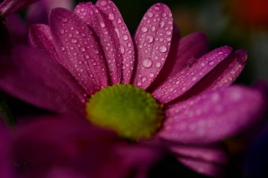 Yapraklarında yağmur damlaları olan mor gerbera çiçeği kafası. Bokeh arkaplanlı fotoğrafı kapat. Yaz güzelliği ve ekran koruyucu, tuval ve arka planlar için doğal organik grafik kaynağı