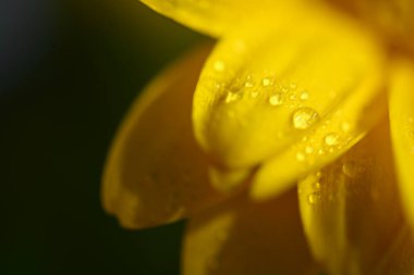 Sarı kasımpatı üzerine yağmur damlası, yaz çiçekleri ve güneş ışığı, doğanın karmaşık güzelliğini gösteren yakın çekim.