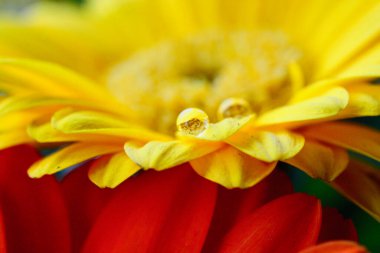 Sarı kasımpatı üzerine yağmur damlası, yaz çiçekleri ve güneş ışığı, doğanın karmaşık güzelliğini gösteren yakın çekim.