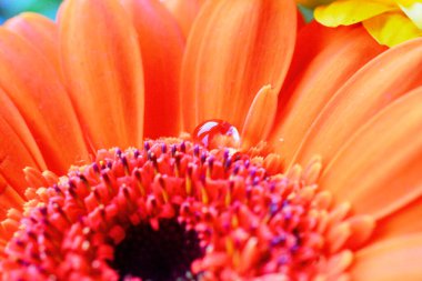 Yapraklarında yağmur damlaları olan yanmış turuncu gerbera çiçeği. Bokeh arkaplanlı fotoğrafı kapat. Yaz güzelliği ve ekran koruyucu, tuval ve arka planlar için doğal organik grafik kaynağı