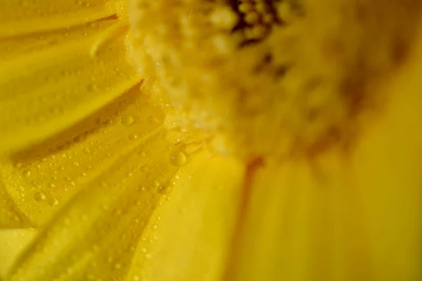 Makro Záběr Kapky Deště Žluté Chryzantémy Letní Květiny Slunce Zblízka — Stock fotografie