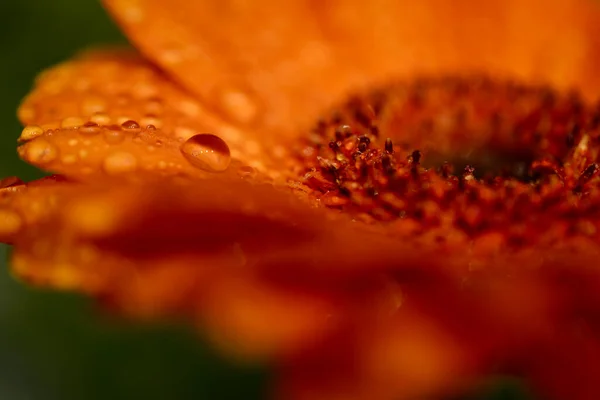 Makro Skott Brända Apelsin Gerbera Blomma Med Regndroppar Kronblad Närbild — Stockfoto