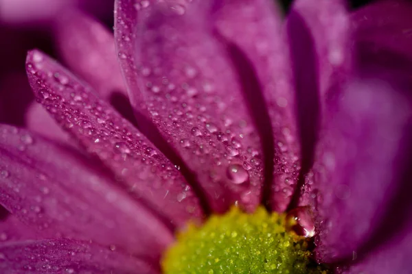 Макро Снимок Фиолетовой Цветковой Головы Герберы Капельками Дождя Лепестках Закрыть — стоковое фото