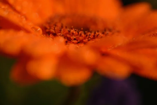 Makro Skott Brända Apelsin Gerbera Blomma Med Regndroppar Kronblad Närbild — Stockfoto