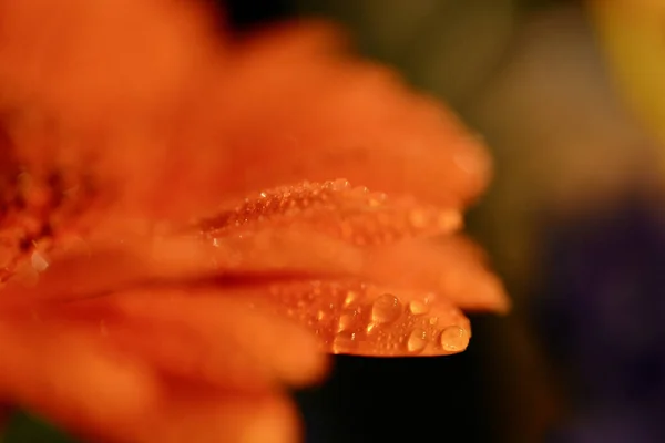 Yapraklarında Yağmur Damlaları Olan Yanmış Turuncu Gerbera Çiçeği Bokeh Arkaplanlı — Stok fotoğraf