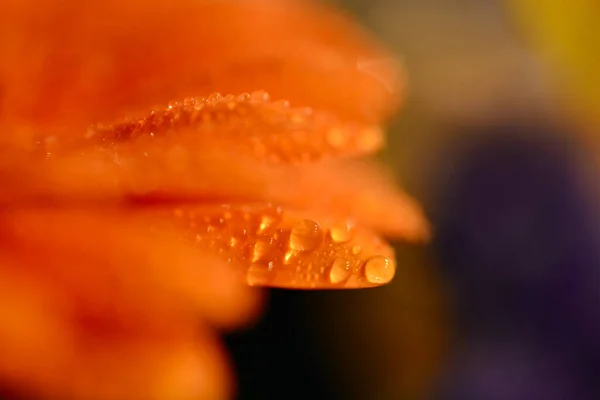 Macro Shot Fiore Gerbera Arancio Bruciato Con Gocce Pioggia Sui — Foto Stock