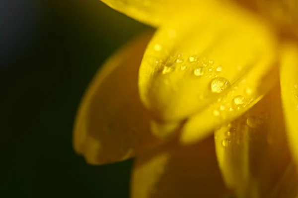 Makro Skott Regn Droppe Gul Krysantemum Sommarblommor Och Solsken Närbild — Stockfoto