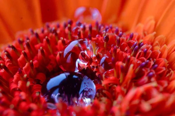 Macro Shot Fiore Gerbera Arancio Bruciato Con Gocce Pioggia Sui — Foto Stock