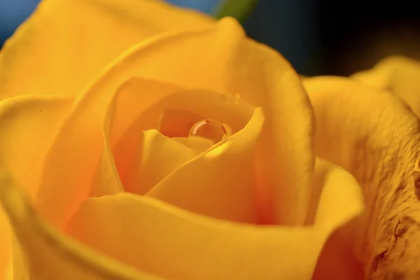 Macro Fotografia Uma Cabeça Rosa Amarela Com Gotas Chuva Sobre Imagens De Bancos De Imagens