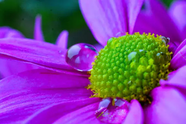 Фиолетовый Розовый Гербера Зеленым Центром Открывает Лепестки Впитать Солнечный Свет — стоковое фото