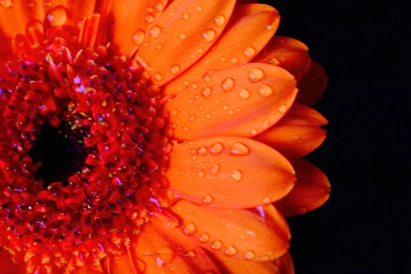 Macro Shot Burnt Orange Gerbera Flower Raindrops Petals Close Photograph — Stock Photo, Image