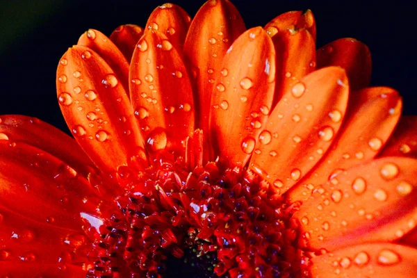 Макроснимок Сожжённого Оранжевого Цветка Герберы Капельками Дождя Лепестках Закрыть Фотографию — стоковое фото