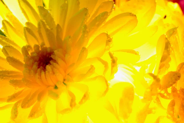 在阳光下 紧贴着明亮而充满活力的黄色天琴座 一朵美丽的快乐的花 — 图库照片