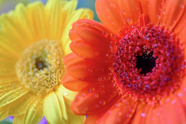 Nahaufnahme Eines Sommerlichen Straußes Aus Farbenfrohen Lebendigen Blumen Die Stimmung — Stockfoto