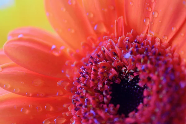 Macro Tiro Flor Gerbera Laranja Queimada Com Gotas Chuva Pétalas — Fotografia de Stock