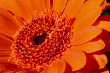 Yapraklarında yağmur damlaları olan yanmış turuncu gerbera çiçeği. Bokeh arkaplanlı fotoğrafı kapat. Yaz güzelliği ve ekran koruyucu, tuval ve arka planlar için doğal organik grafik kaynağı