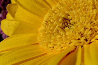 Güneş ışığında parlak, canlı, sarı Gerbera 'ya yaklaş. Güzel, mutlu ve neşeli bir çiçek..