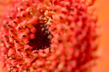 Yapraklarında yağmur damlaları olan yanmış turuncu gerbera çiçeği. Bokeh arkaplanlı fotoğrafı kapat. Yaz güzelliği ve ekran koruyucu, tuval ve arka planlar için doğal organik grafik kaynağı