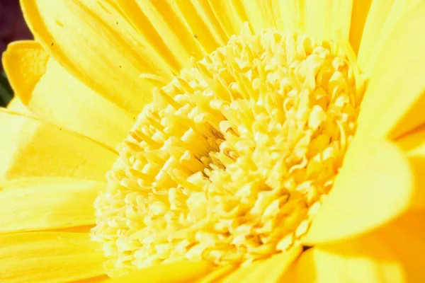 Nahaufnahme Einer Leuchtend Leuchtend Gelben Gerbera Sonnenlicht Eine Schöne Fröhliche — Stockfoto