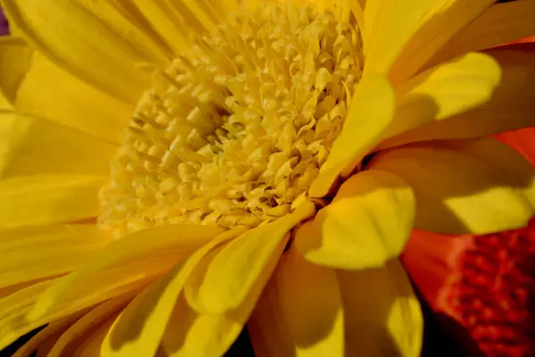 Nahaufnahme Einer Leuchtend Leuchtend Gelben Gerbera Sonnenlicht Eine Schöne Fröhliche — Stockfoto