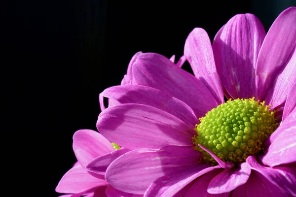 Lila Gerbera Mit Grüner Mitte Öffnet Ihre Blütenblätter Regentropfen Aufzunehmen — Stockfoto