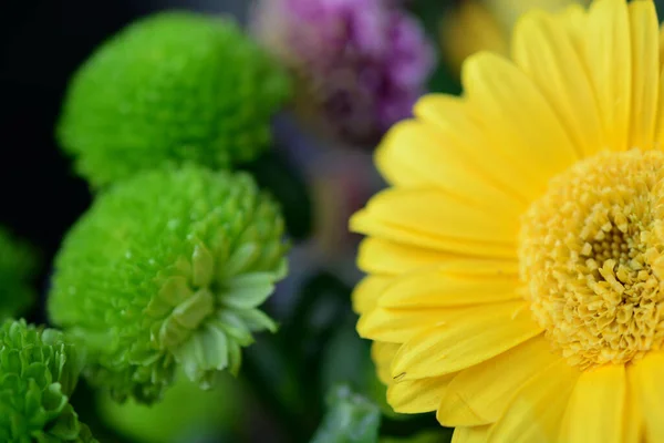 Närbild Fotografi Sommaren Bukett Färgglada Levande Blommor För Att Lyfta — Stockfoto