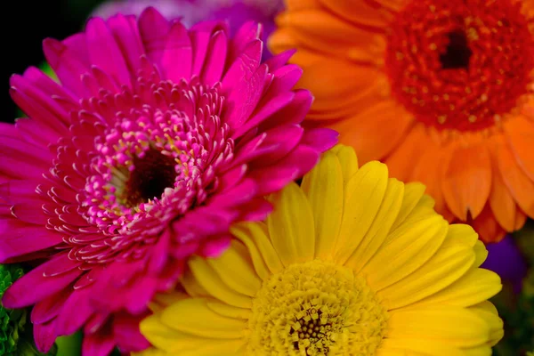 Close Macro Photograph Three Colourful Gerbera Daisies Mix Pink Yellow — Stock Photo, Image