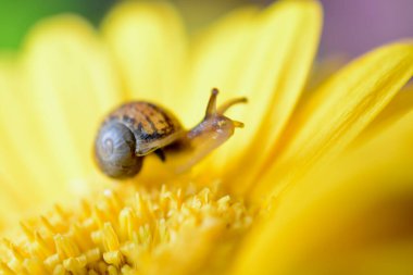 Macro image of a baby snail exploring the petals of a yellow gerbera flower by crawling over the plant, hanging off the edges and using its tentacles to find its way around