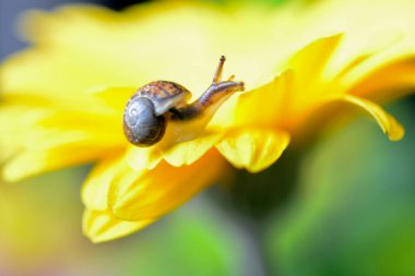 Macro image of a baby snail exploring the petals of a yellow gerbera flower by crawling over the plant, hanging off the edges and using its tentacles to find its way around