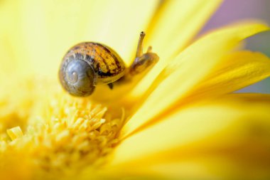 Macro image of a baby snail exploring the petals of a yellow gerbera flower by crawling over the plant, hanging off the edges and using its tentacles to find its way around