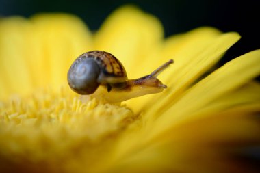 Macro image of a baby snail exploring the petals of a yellow gerbera flower by crawling over the plant, hanging off the edges and using its tentacles to find its way around