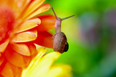 Macro image of a baby snail exploring the petals of a orange gerbera flower by crawling over the plant, hanging off the edges and using its tentacles to find its way around