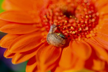 Macro image of a baby snail exploring the petals of a orange gerbera flower by crawling over the plant, hanging off the edges and using its tentacles to find its way around