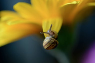 Macro image of a baby snail exploring the petals of a yellow gerbera flower by crawling over the plant, hanging off the edges and using its tentacles to find its way around
