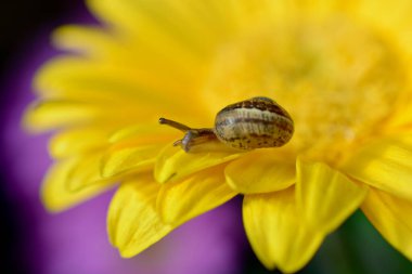 Macro image of a baby snail exploring the petals of a yellow gerbera flower by crawling over the plant, hanging off the edges and using its tentacles to find its way around